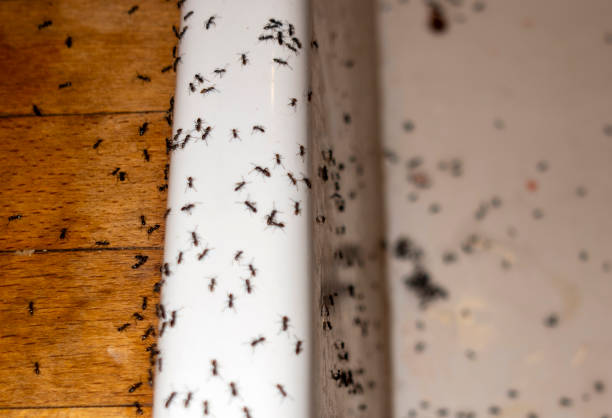 Best Exterminator Services  in Harlem, FL