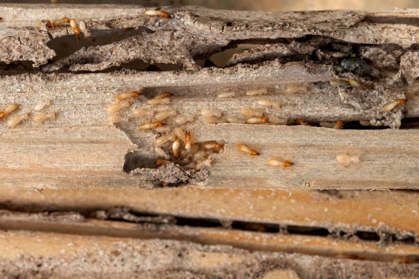 Reliable Harlem, FL Pest Control Solutions