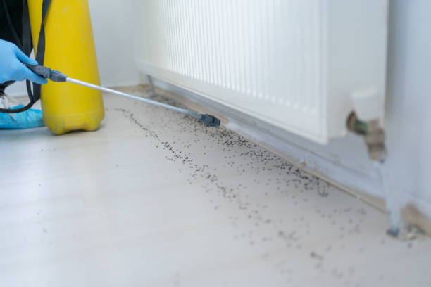 Best Pest Control for Homes  in Harlem, FL